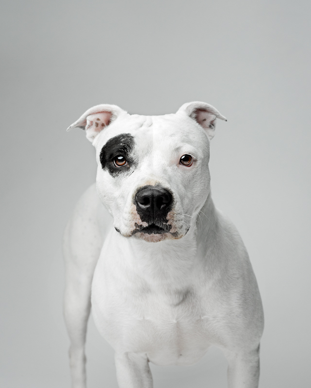 Petunia - An adoptable rescue pit bull from Buffalo, NY. Apx 4.5 years old female.